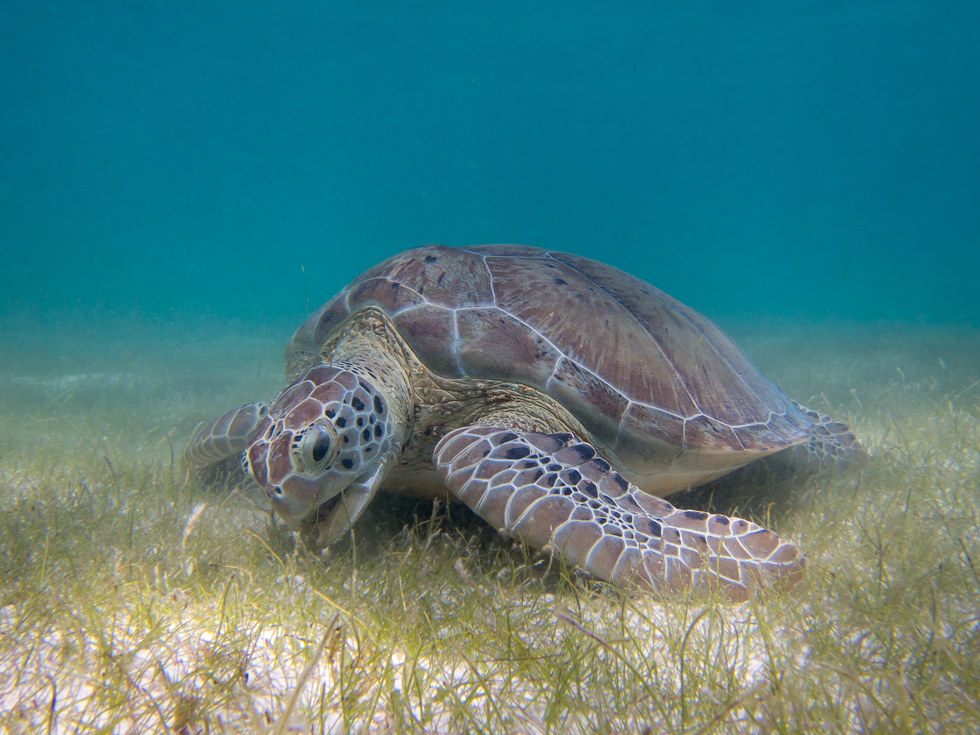 Grazing Green Sea Turtle